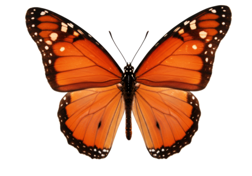 Monarch butterfly PNG isolated on transparent background, orange and black wings with white spots, beautiful insect for design projects