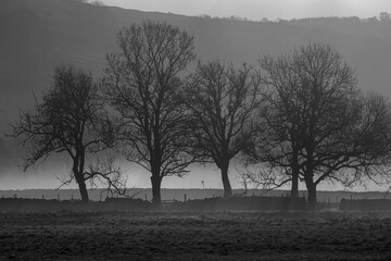 Bare trees in misty monotone across an open field