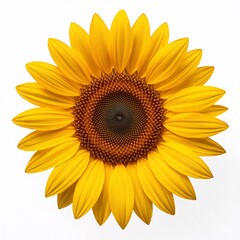 Fototapeta premium sunflower