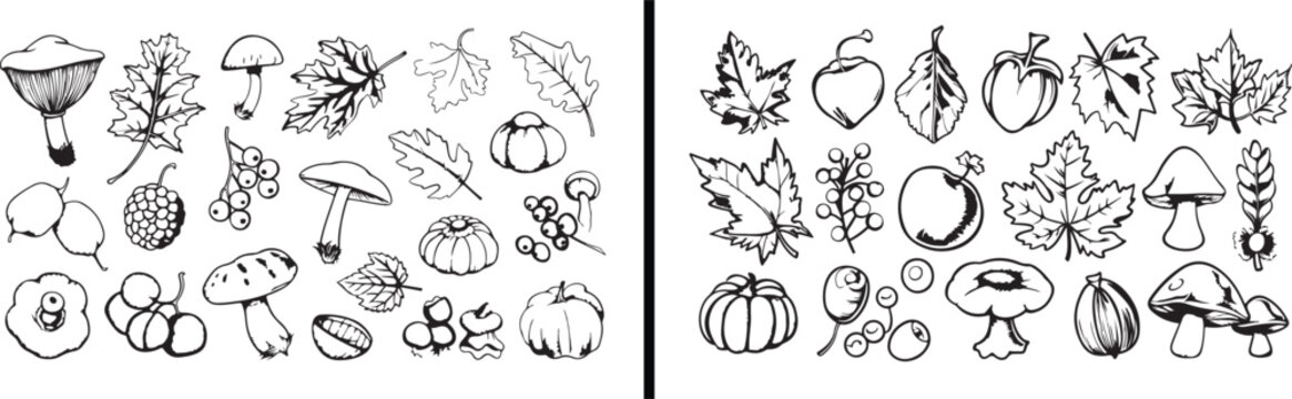autumn design, fall leaves, pumpkin pattern, seasonal decor, botanical vector, thanksgiving art, decorative maple, autumn symbols, holiday elements, fall composition