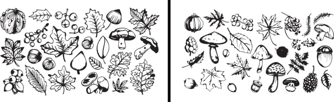 autumn design, fall leaves, pumpkin pattern, seasonal decor, botanical vector, thanksgiving art, decorative maple, autumn symbols, holiday elements, fall composition