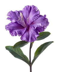 purple hibiscus flower isolated on white background.