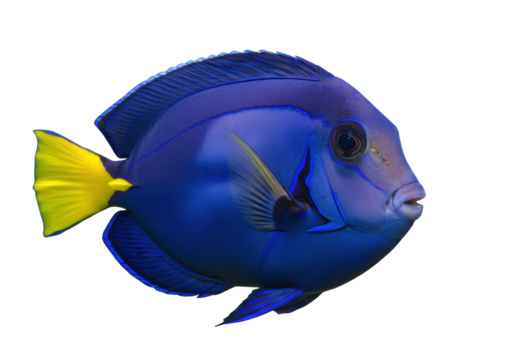 Striking blue tang fish PNG isolated on transparent backdrop, vibrant marine life for design projects and educational resources