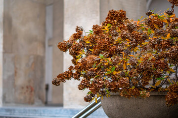 Autumn hydrangea in a planter by a building, brown flower heads and colorful leaves creating a decorative seasonal element in urban space