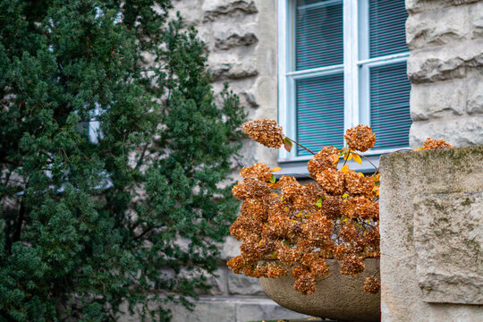 Autumn hydrangea in a large planter by a stone building facade, brown flower clusters adding a decorative accent beside evergreen shrub - Powered by Adobe