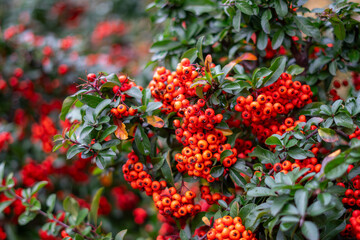 Firethorn shrub with vivid red berries on green branches, decorative autumn plant creating a striking colorful accent in an urban environment