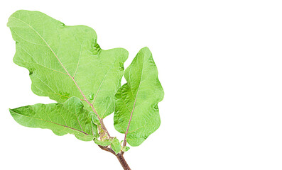 A branch with large double green leaves of an eggplant bush, isolated on white background, with clipped path. Cut out blank for art works on the theme of gardening, plant growing