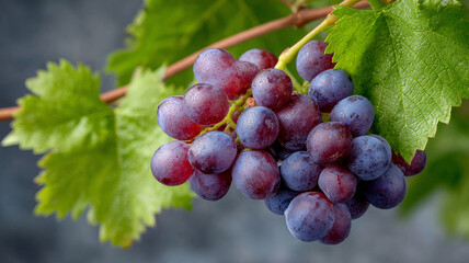 Bunch of ripe purple grapes with green leaves on a vine.