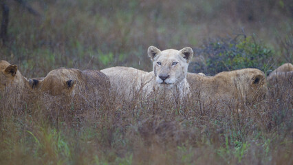 White lioness in the Orpen Gate area of Kruger National Park, photos taken on a rainy day.