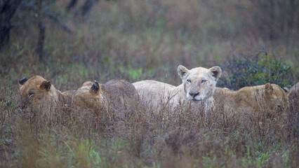 White lioness in the Orpen Gate area of Kruger National Park, photos taken on a rainy day.
