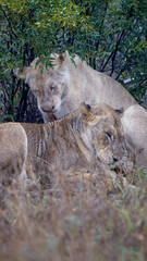 White lioness in the Orpen Gate area of Kruger National Park, photos taken on a rainy day.