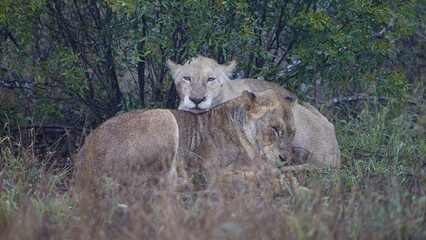 White lioness in the Orpen Gate area of Kruger National Park, photos taken on a rainy day.