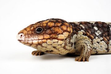 Shingleback skink, shingleback lizard // Tannenzapfenechse (Tiliqua rugosa) - Australia