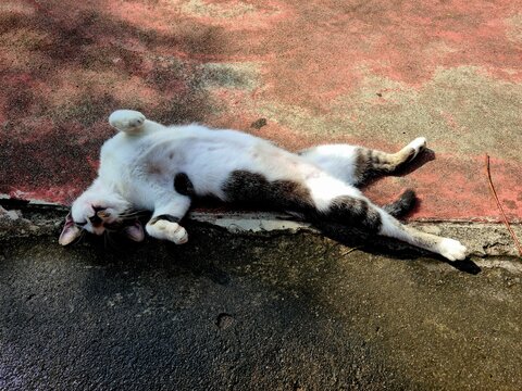 Wild cat sleeping like human, stray feline lying on its back in a funny relaxed position showing cute behavior - Powered by Adobe