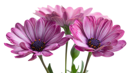 Pink aster daisy flower isolated on a white background with green leaves