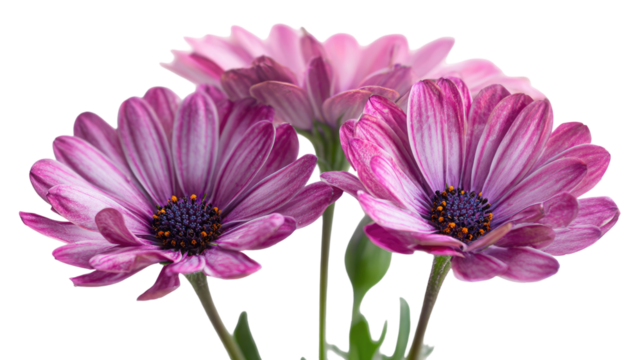 Pink aster daisy flower isolated on a white background with green leaves
