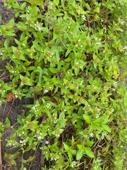 Wild Green Herbal Ground Plant with Tiny White Blossoms and Fresh Dew Drops in Natural Garden Environment – Close-Up Botanical Texture for Nature, Ecology, and Organic Background Photography