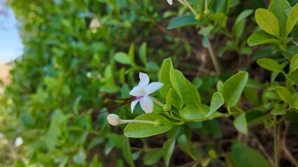 Naklejka premium Seaside Clerodendrum's elegant flowers(Clerodendrum inerme)