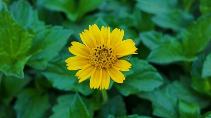 A bright yellow wild daisy flower, possibly a creeping oxeye in full bloom. The delicate petals and detailed center stand out against a lush green background in this macro photograph.