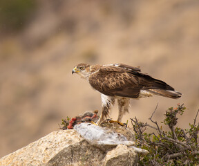 AGUILA PERDICERA