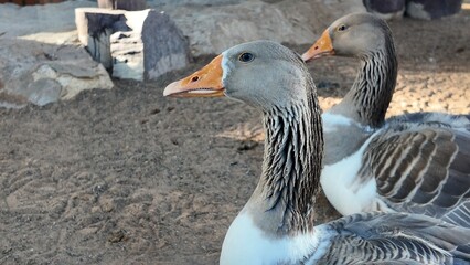 Toulouse goose in the park. Al ain  breed of large domestic goose. Beautiful grey-lag goose. Toulouse goose scientific name Anser of animal class birds.