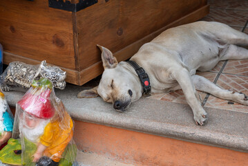 A dog is resting on a step next to a wooden chest and garden gnomes wrapped in plastic