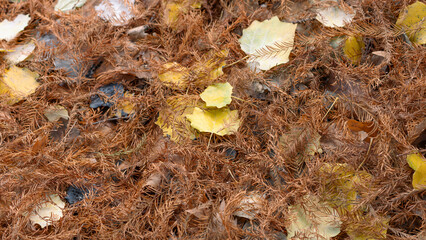 Autumn leaves his traces on the Soil - Nature Colours . High quality photo