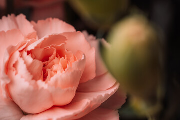 Peach carnation flower macro with gentle petals. High quality photo