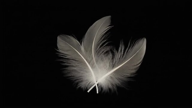 Close-up of delicate white feathers against a stark black background with soft, natural lighting.