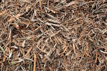 Sun dried bunch of cinnamon sticks for wholesale delivery at cinnamon plantation in West Sumatra Indonesia