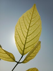 pongamia pinnata leaves pattern or Karanj tree leaf pattern or Pongame oiltree leaves pattern 