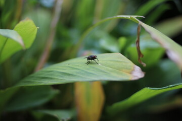 Naklejka premium Fly on the leaf