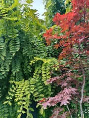 Green leaves background