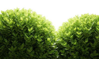 Lush green boxwood bushes create a natural hedge, isolated on transparent background, perfect for garden or landscape design projects generative ai illustration