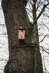Wooden birdhouse mounted on a tree trunk in a quiet forest during late autumn. Natural wildlife habitat and eco-friendly nesting box surrounded by bark texture and soft outdoor light. Perfect for them
