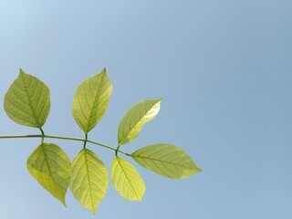 pongamia pinnata leaves pattern or Karanj tree leaf pattern or Pongame oiltree leaves pattern 