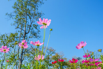 Beautiful pink cosmos flowers blooming in garden,spring season.