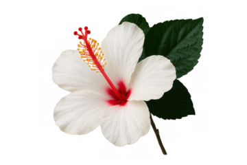 White tropical hibiscus flower with red pistil and yellow stamen showing vibrant botany detail, transparent background
