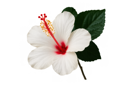 White tropical hibiscus flower with red pistil and yellow stamen showing vibrant botany detail, transparent background
