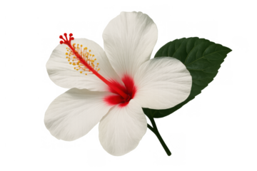 Hibiscus flower with white petals displaying red and yellow stamen, green leaf, isolated on transparent background