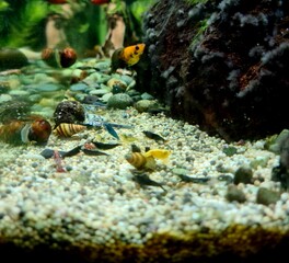 Colorful ornamental shrimp, group of aquarium shrimps gathering on sandy bottom showing vibrant colors and aquatic life behavior.