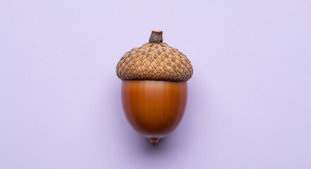 A single acorn with a brown cap and stem on a light purple background in a studio shot close up view