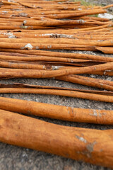 Sun dried bunch of cinnamon sticks for wholesale delivery at cinnamon plantation in West Sumatra Indonesia