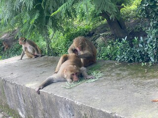 Loving Monkey Parents and Their Baby in the Jungle