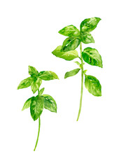 バジルの手描き水彩イラスト