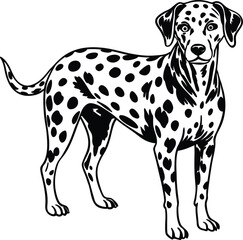 Classic line art illustration of a standing dalmatian dog with distinctive black spots