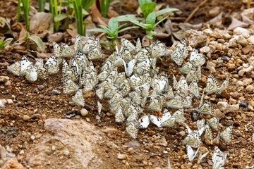 Braunader-Weißlinge