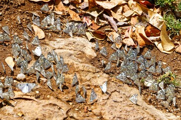 Braunader-Weißlinge