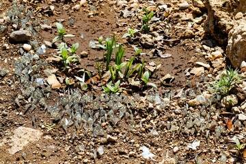 Braunader-Weißlinge