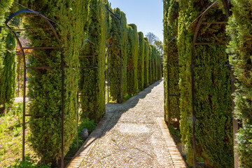 Cypress trees in Generalife gardens of Alhambra, Granada, Spain